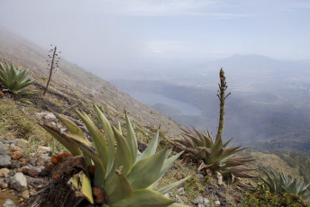 7 - Desert Plants on Volcano Hike