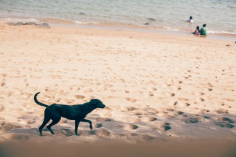 Cobanos beach dog